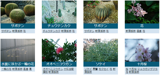 フォトック　植物・花に関するフリー写真素材