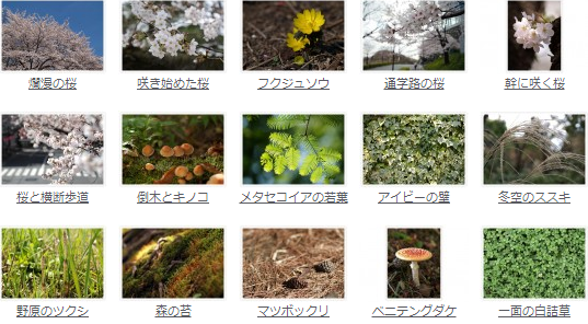 フォトマテリアル　植物写真素材